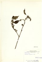 藏品(雙花龍葵(耳鉤草))的圖片